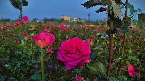 泸西县 泸西东方玫瑰谷 4室1厅