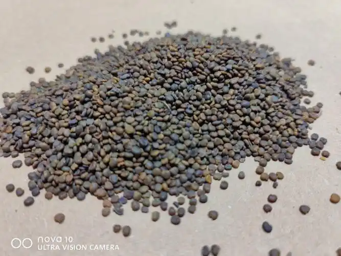 沙苑子出处:《本草衍义》别名:沙苑蒺藜,同州白蒺藜,沙苑白蒺藜,沙苑