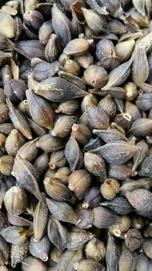 野生灵芝15035769786 火麻籽大货,15035769786 茜草大货15035769786