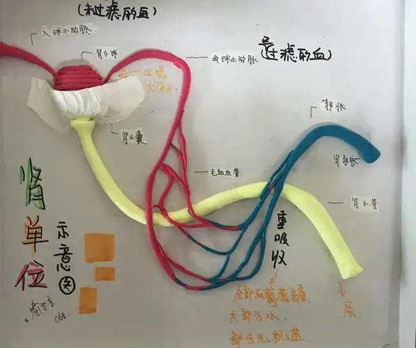 指尖上的智慧记初一生物肾单位结构模型制作大赛
