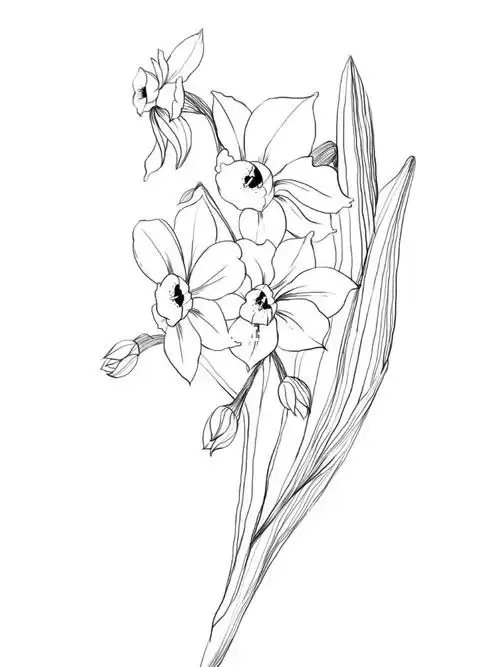 今天手绘板练习水仙花