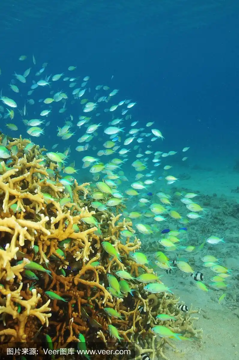 珊瑚丛中的一群珊瑚鱼