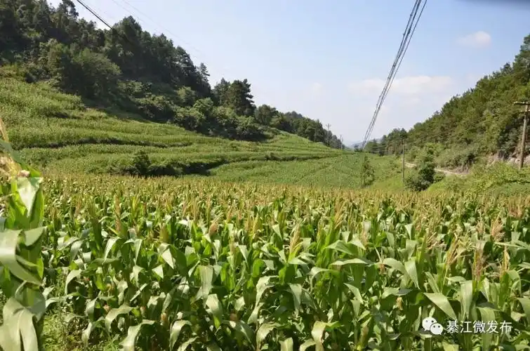 糯玉米 图片来源网络高山糯玉米产业是我区传统优势产业之一,主要产于