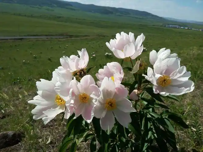 内蒙古呼伦贝尔草原上野花争艳开放
