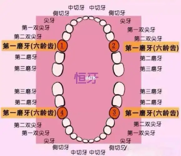 然后乳牙开始脱落,恒牙长出来,遵循第1, 2, 4, 5, 3, 7,8号牙的顺序