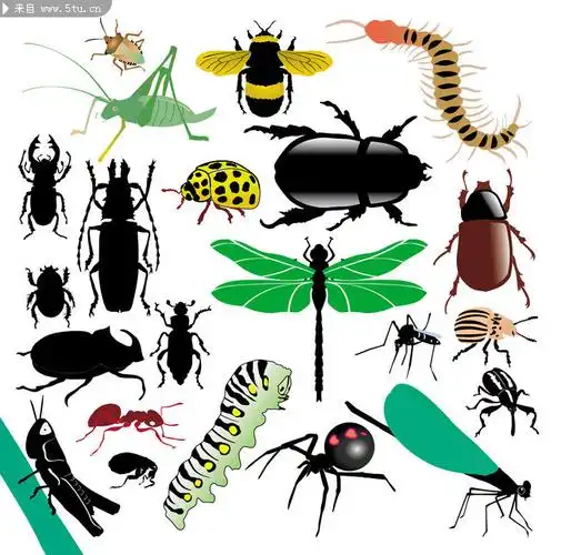 昆虫图片大全