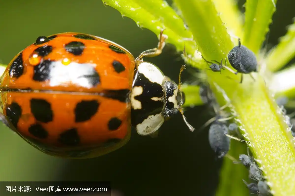 瓢虫,蚜虫,水平画幅,树液,无人