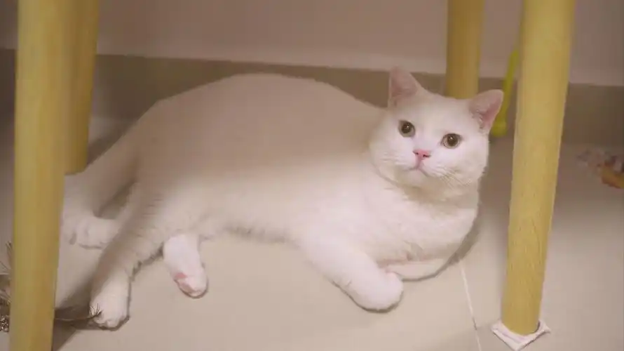 白色小猫的悠闲时光