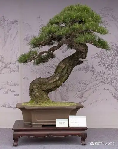 最值得回味的盆景大作(120图)