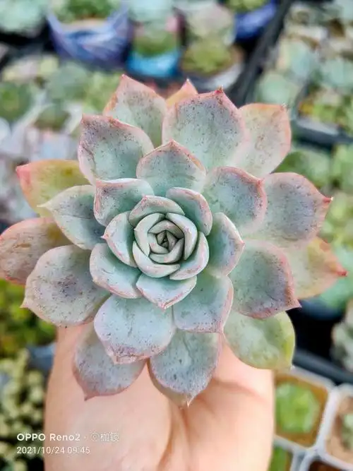 布丁多肉的养殖方法