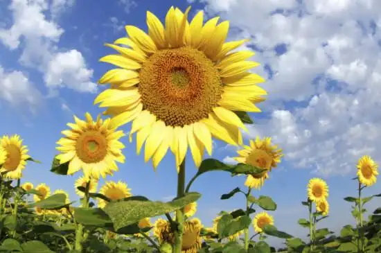 并且花朵较为巨大,是活力的象征,象征着朝气蓬勃