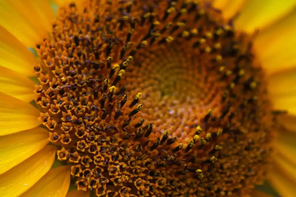 向日葵的花盘,开放的向日葵,雌蕊的花盘.