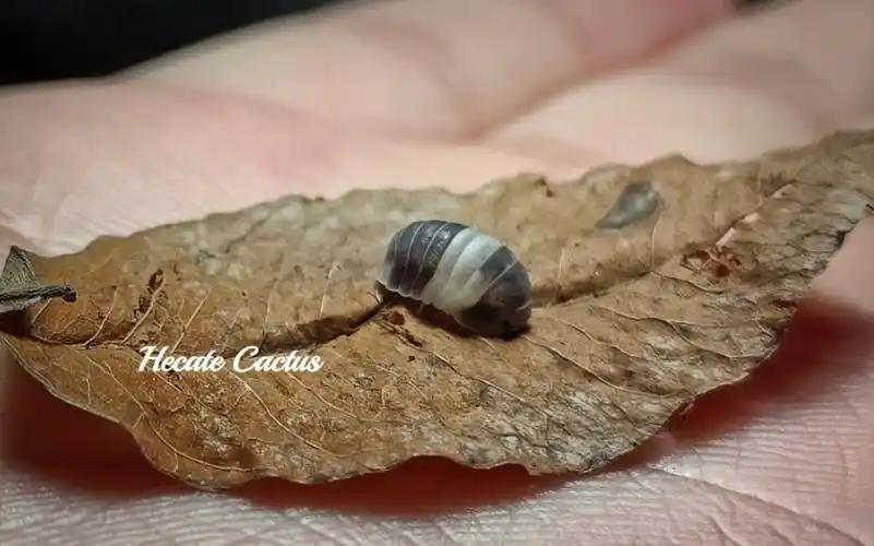 熊猫王鼠妇 cubaris sp. panda king