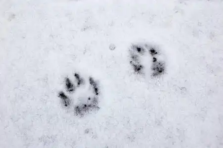 在一个阳光明媚的日子里,两个人在雪地里走着,霜冻地走在刚刚落下的雪