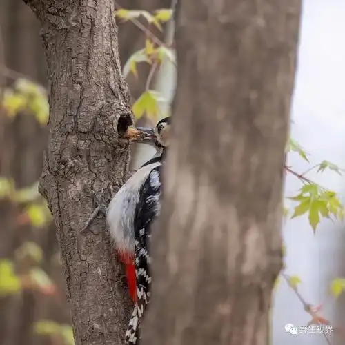 野生世界丨储藏食物的大斑啄木鸟