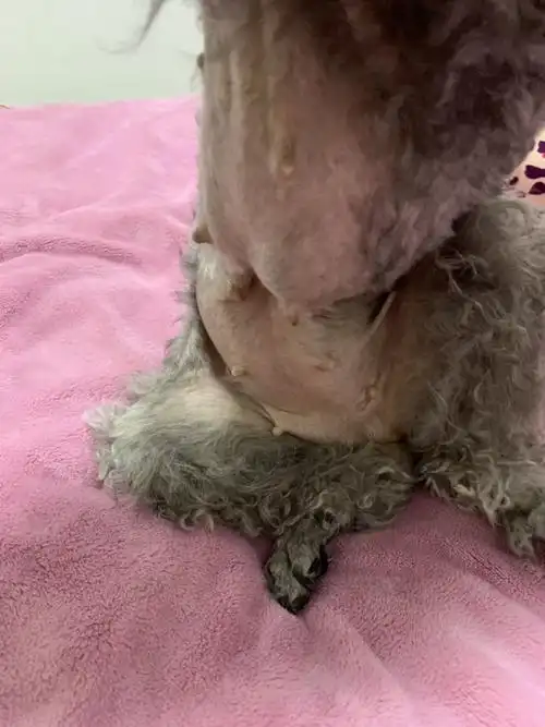 狗狗怀孕35天有什么症状没