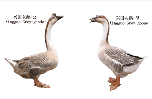 脚黄,皮肤黄白色,眼睛彩虹乌黑色,成年公鹅体躯较长,叫声宏亮;成年母