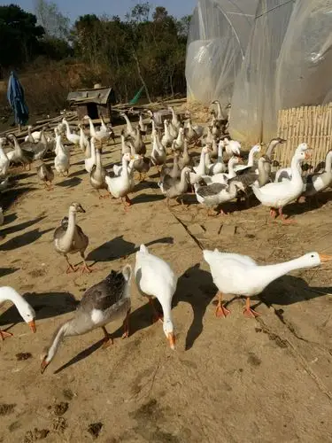 豆腐村散养的鸭鹅