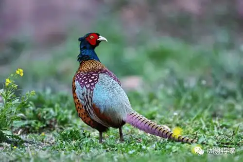 中华鸟类介绍野鸡