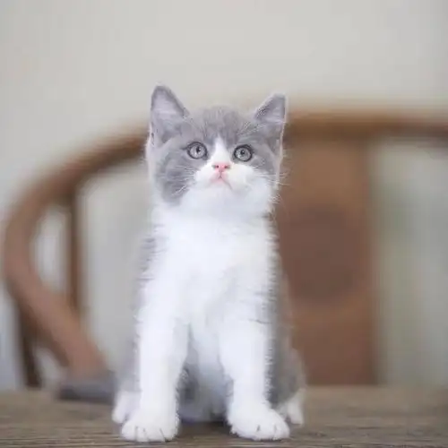 英短蓝白幼猫蓝猫矮脚蓝白英短折耳银渐层猫咪活物小猫幼猫宠物猫