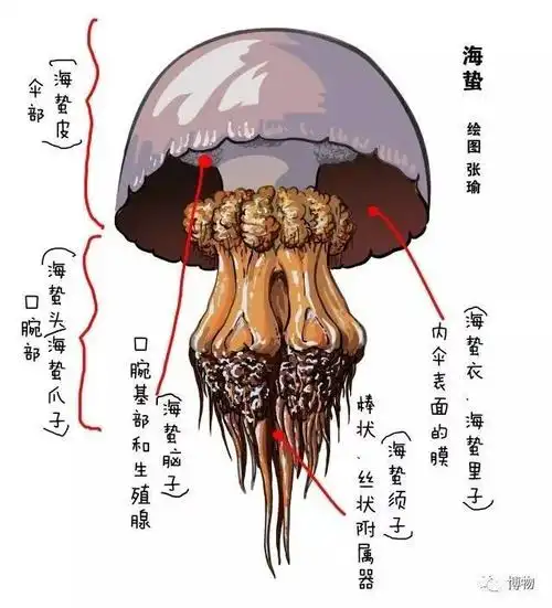 海蜇是水母吗不是所有水母都是能吃的海蜇