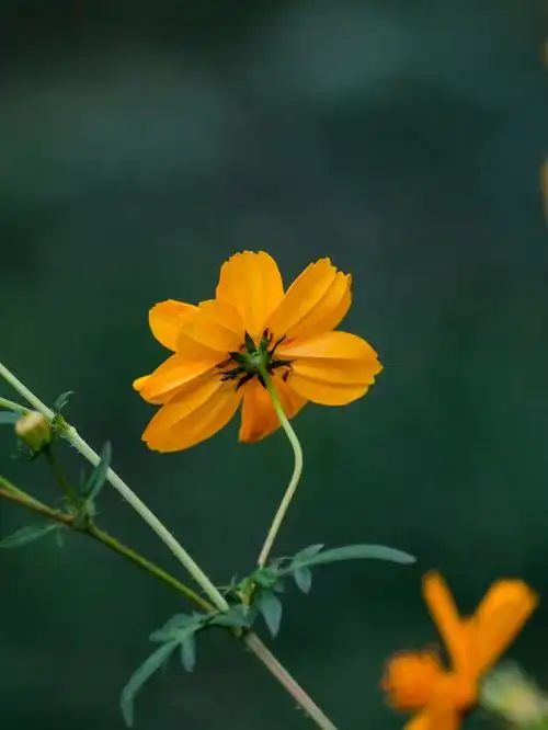 【vv首发】黄秋英