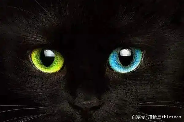 代价背后的鸳鸯眼 阴阳世界,可遇不可求 异瞳虽奇特,好看,但却需要