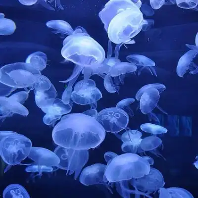 唯美风景图片头像