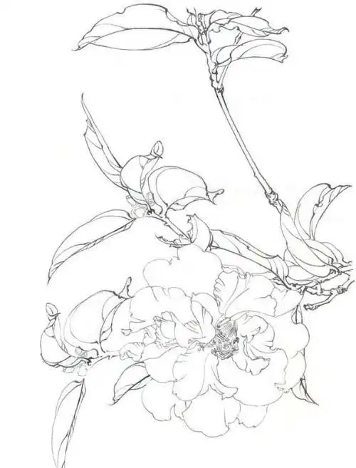 美好的线条总是相似的