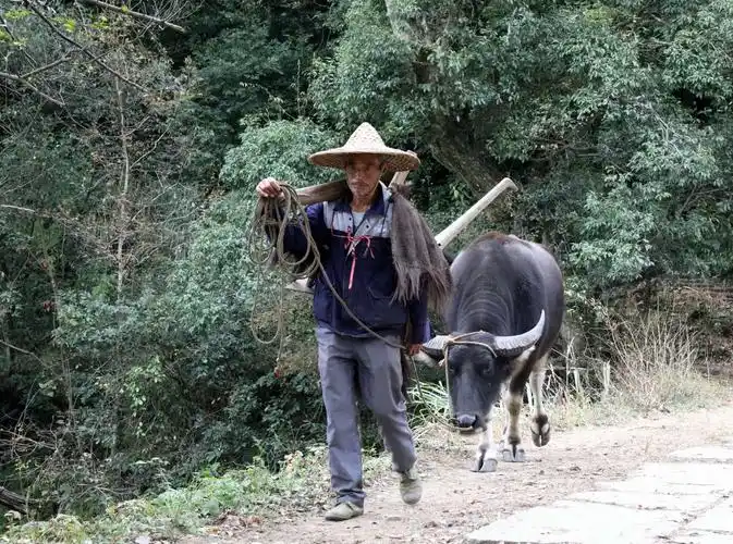 秀拱桥农夫耕牛