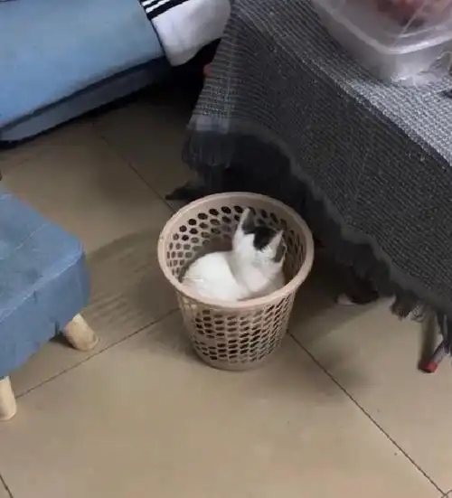 谁家有爱钻垃圾桶的猫02