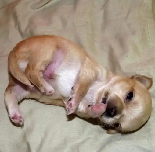 长毛吉娃娃的一个月与九岁九岁依旧幼齿