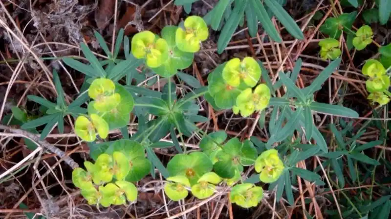 日月峡中草药624狼毒大戟1