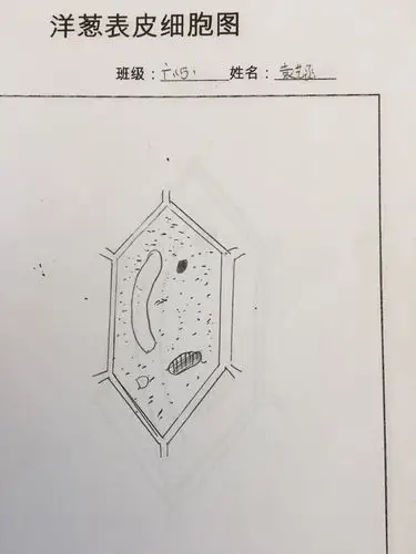 显微镜的使用制作洋葱鳞表皮标本—-六年级科学特色作业