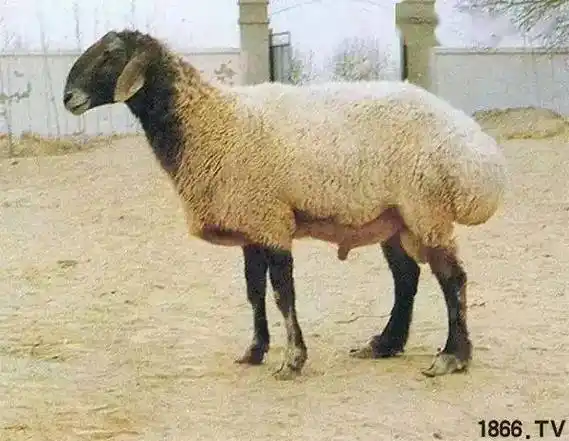 多浪羊黑山羊肌纤维细,硬度小,肉质细嫩,味道鲜美,膻味极小,营养价值