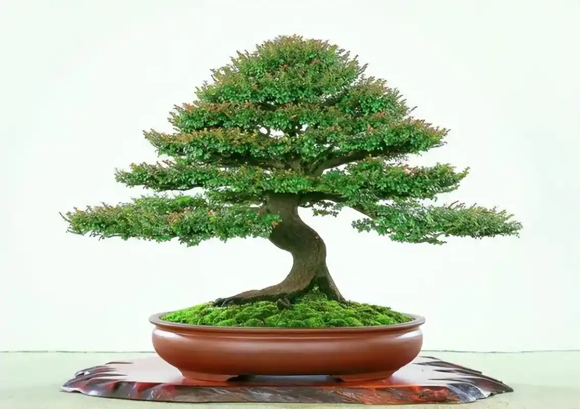 小叶紫檀叶子喷壶