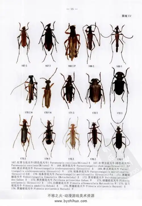 中国天牛(1406种)彩色图鉴 百度网盘pdf格式分享观看