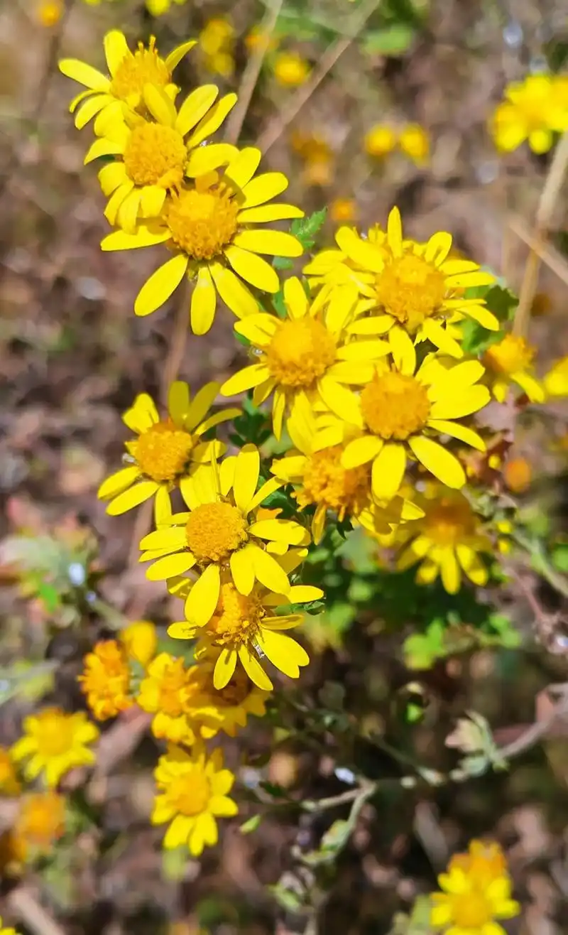秋天的原野,到处是一簇簇,一丛丛的野菊花.明明暗 - 抖音