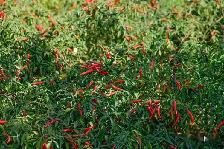 博爱县曹老太种植的辣椒田红色一片天