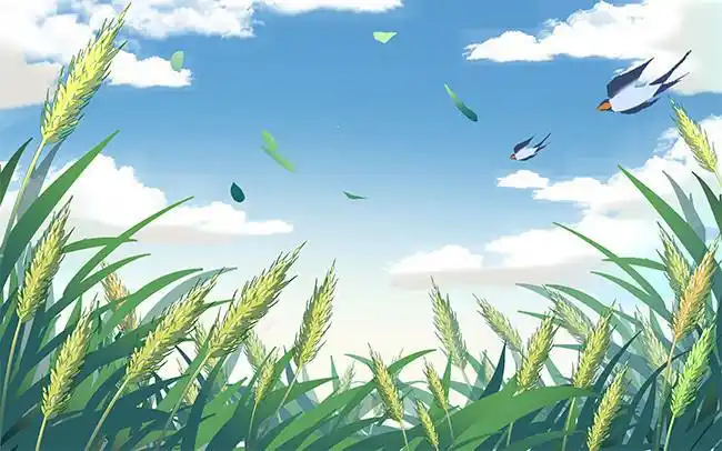 小麦插画小满节气图片素材