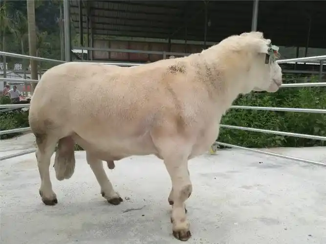 山羊要19元左右一斤价格低 品种好 免费指导技术 送饲料配方 利润高