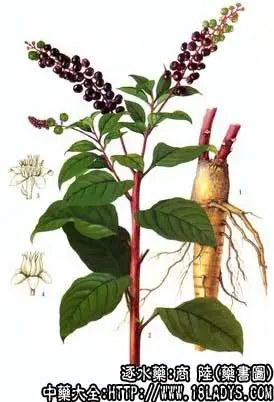 商陆图片商陆的功效与作用