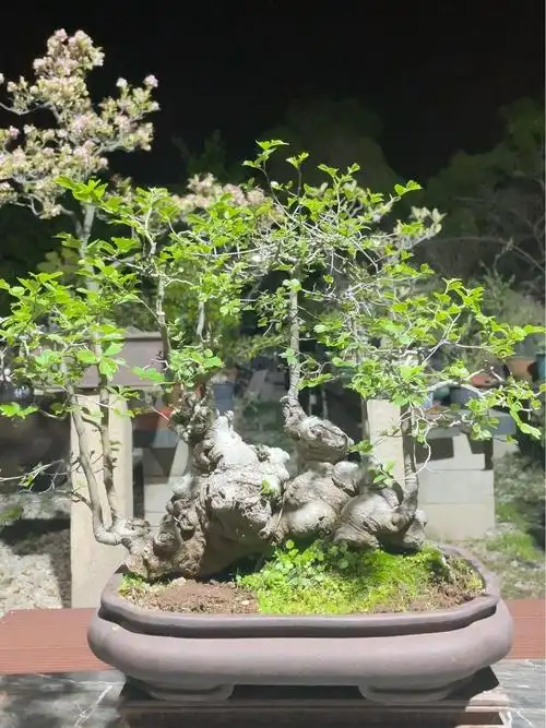 今日分享朴树盆景,春天的植物仿佛拥有了一片静谧的森林.