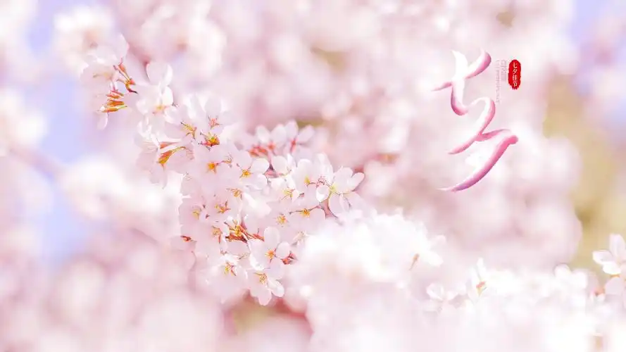 电脑壁纸 节日 情人节 2020七夕佳节治愈系樱花写真