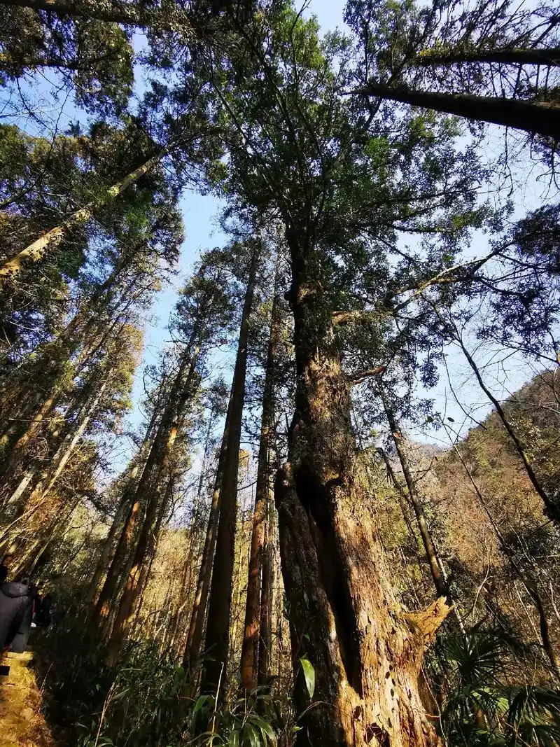 天目山的大树.大:就是天目山的野生珍稀树种都很高大,需三人以 - 抖音