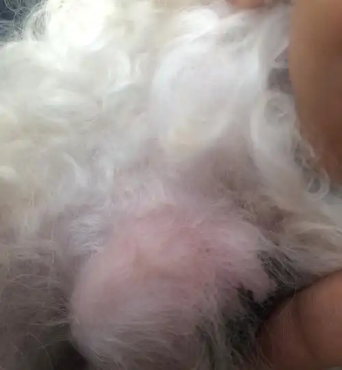 讨论小朋友的蛋蛋上红红的