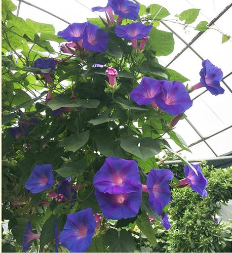 美国巨型宿根蓝紫变色大花牵牛花苗爬藤阳台拱门多年生耐热寒包邮