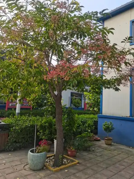 大叶丝棉木进入观赏季,美极了