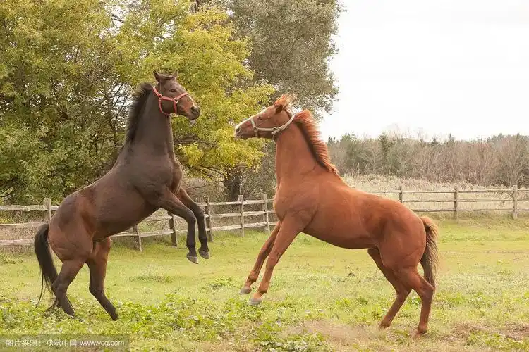 两匹马互相嘶鸣.