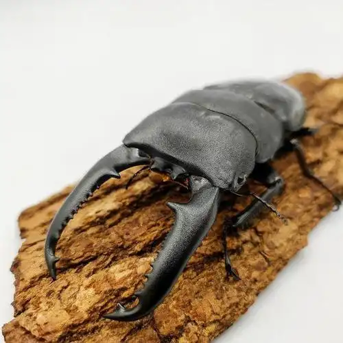 断足者巴拉望巨扁